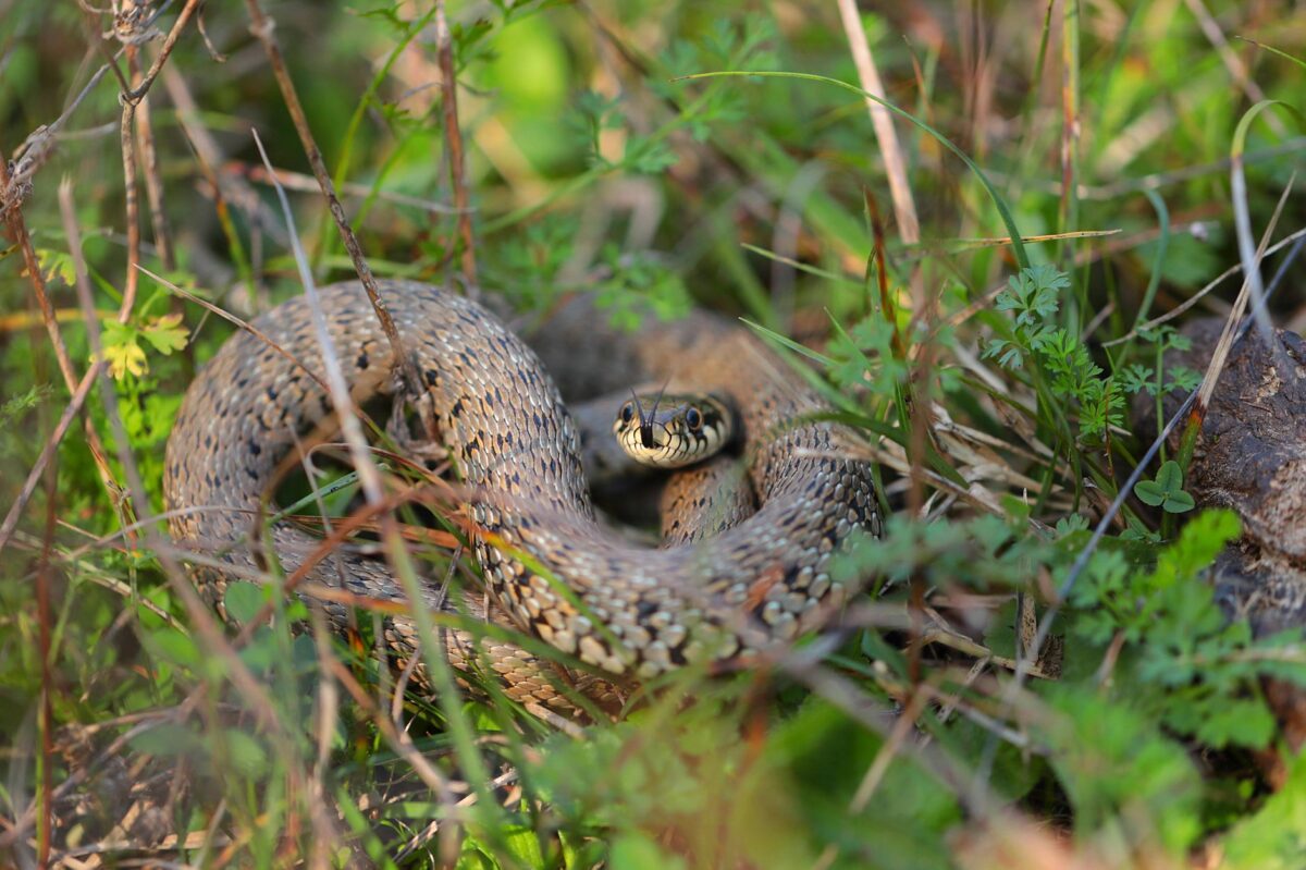 rêver serpent signification lectures spirituelles culturelles